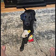 Marlin joined the competition — help win amazing prizes! animal, bare_feet, black_dog, cabinet, carpet, cozy, cute, floor, furniture, home, indoor, looking_at_camera, pet, playing, reflection, relaxed, resting, stuffed_toy, toy, wood_floor