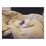 Sully participe au concours pour gagner de l'argent avec cette photo : carnivoran, cat, cat_like_mammal, dog_breed_group, dog_like_mammal, kitten, nap, paw, small_to_medium_sized_cats, whiskers