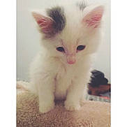 Sully a rejoint le concours — aidez-le/la à gagner de superbes lots ! aegean_cat, birman, carnivoran, cat, cat_like_mammal, domestic_long_haired_cat, domestic_short_haired_cat, kitten, norwegian_forest_cat, nose, paw, ragamuffin, ragdoll, small_to_medium_sized_cats, snout, turkish_angora, turkish_van, whiskers