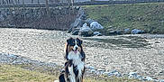 Volt participe au concours pour gagner de l'argent avec cette photo : dog, grass, river, trees, stone_wall, outdoor, nature, animal, sitting, happy, fur, water, landscape, calm, spring, canine, tongue_out, daytime, park, scenic