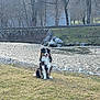 dog, grass, river, trees, stone_wall, outdoor, nature, animal, sitting, happy, fur, water, landscape, calm, spring, canine, tongue_out, daytime, park, scenic