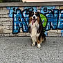 Volt participe au concours pour gagner de l'argent avec cette photo : dog, happy, tongue_out, sitting, graffiti, stone_wall, urban, outdoor, sunset, colorful, fur, pet, canine, sidewalk, nature, trees, playful, animal, portrait, friendly