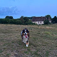 Volt a rejoint le concours — aidez-le/la à gagner de superbes lots ! dog, grass, field, countryside, house, sky, clouds, tree, nature, outdoor, pet, animal, walking, tongue, fur, happy, canine, rural, landscape, daytime