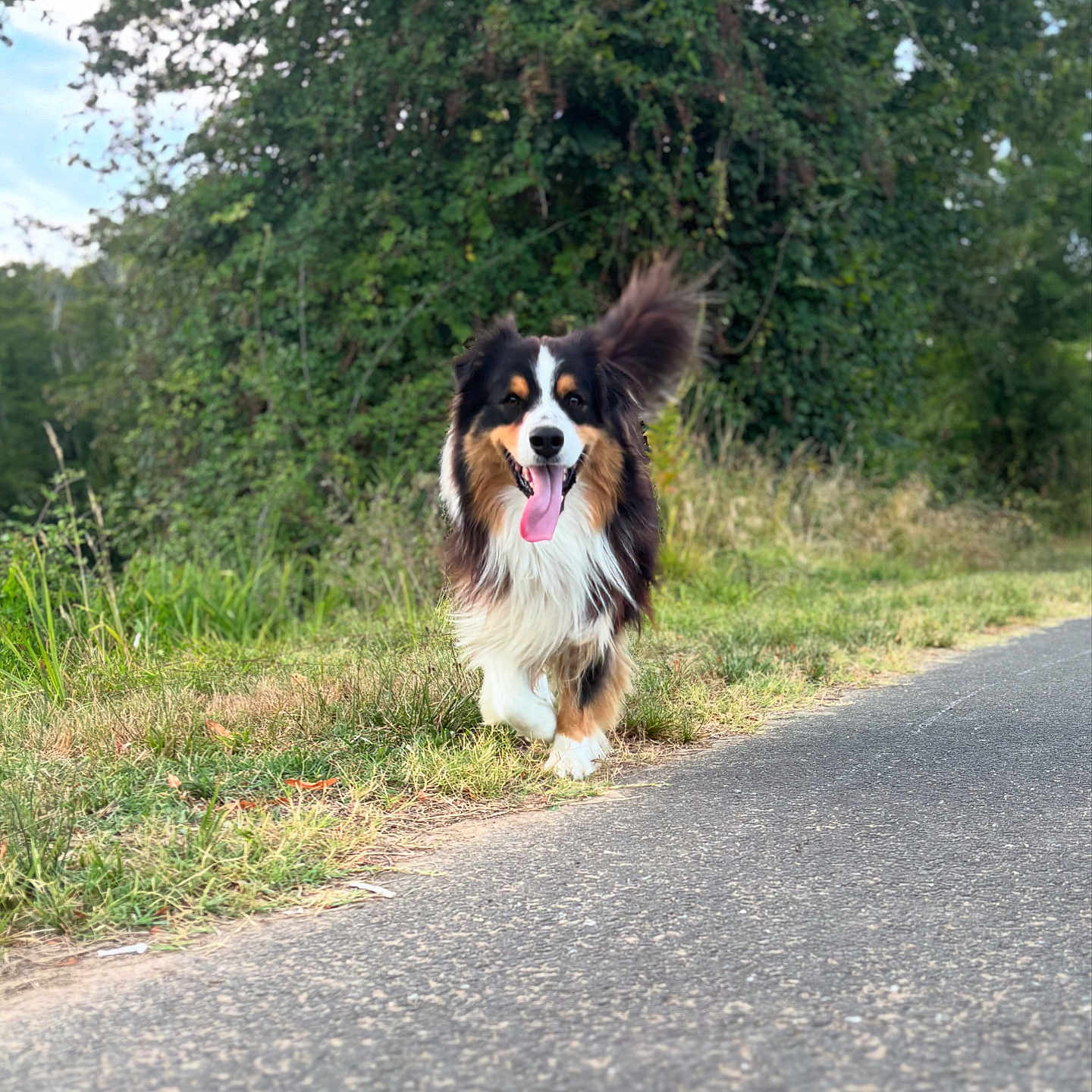 Volt participe au concours pour gagner de l'argent avec cette photo : animal, canine, daylight, dog, fur, grass, grassland, greenery, happy, nature, outdoor, path, pet, road, smiling, tail, tongue_out, trees, tricolor, walking
