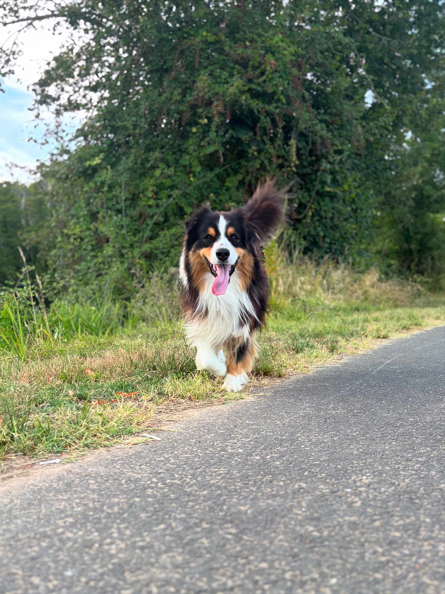 Volt participe au concours pour gagner de l'argent avec cette photo : dog, animal, outdoor, grass, road, happy, tongue_out, walking, nature, greenery, fur, pet, tricolor, canine, daylight, tail, smiling, path, trees, grassland