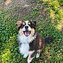 Volt participe au concours pour gagner de l'argent avec cette photo : dog, puppy, grass, outdoor, smiling, happy, tricolor, fur, pet, nature, sunlight, playful, animal, canine, collar, young_dog, sitting, tongue, ears, tail