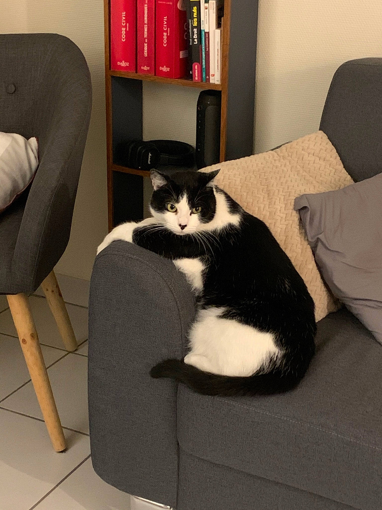 Boulette a rejoint le concours — aidez-le/la à gagner de superbes lots ! carnivore, cat, chair, comfort, couch, felidae, furniture, room, small_to_medium_sized_cats, table, tail, whiskers