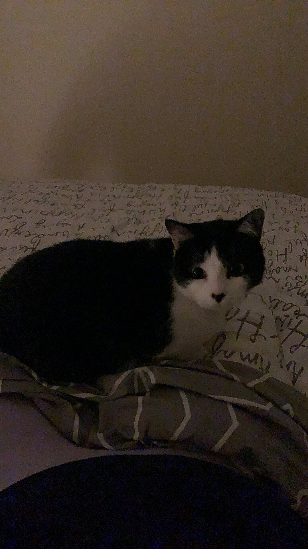 Boulette a rejoint le concours — aidez-le/la à gagner de superbes lots ! american_wirehair, black, black_and_white, carnivore, cat, domestic_short_haired_cat, european_shorthair, eye, felidae, small_to_medium_sized_cats, snout, tail, whiskers