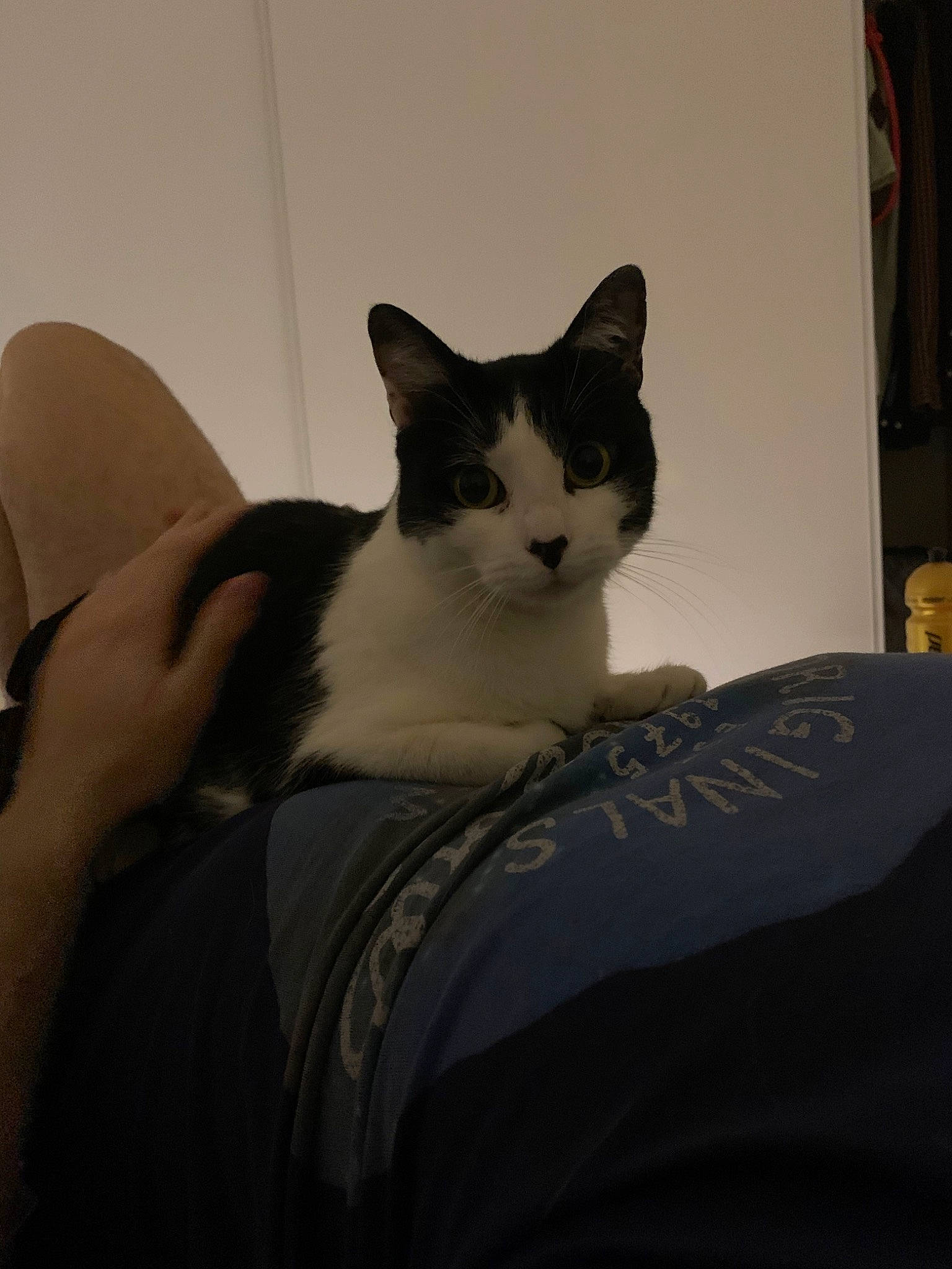 Boulette participe au concours pour gagner de l'argent avec cette photo : black_and_white, carnivore, cat, domestic_short_haired_cat, ear, felidae, fur, furniture, kitten, leg, sitting, small_to_medium_sized_cats, snowshoe, whiskers