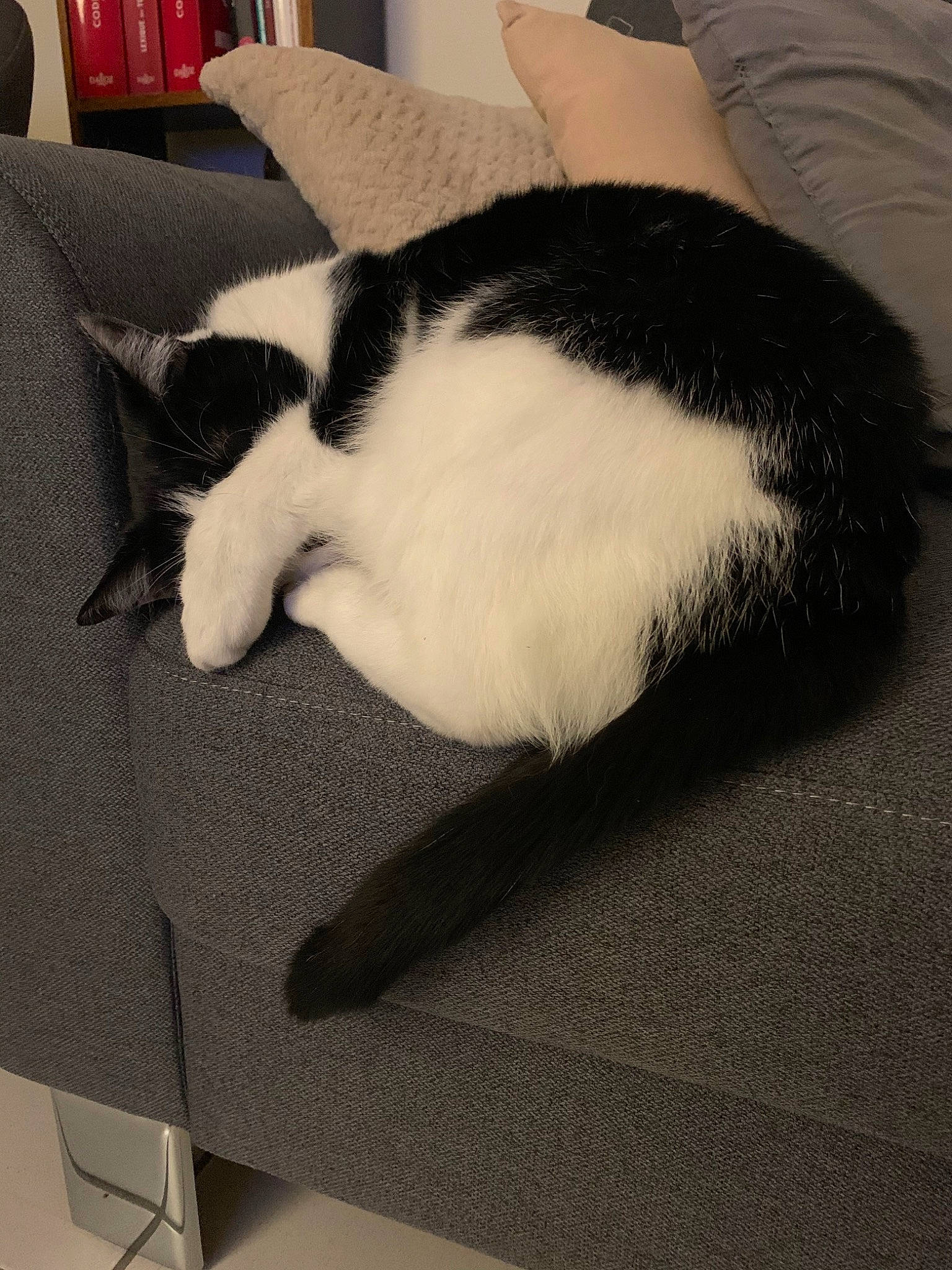 Boulette participe au concours pour gagner de l'argent avec cette photo : carnivore, cat, chair, comfort, couch, domestic_short_haired_cat, ear, felidae, fur, furniture, leg, nap, paw, small_to_medium_sized_cats, tail, whiskers