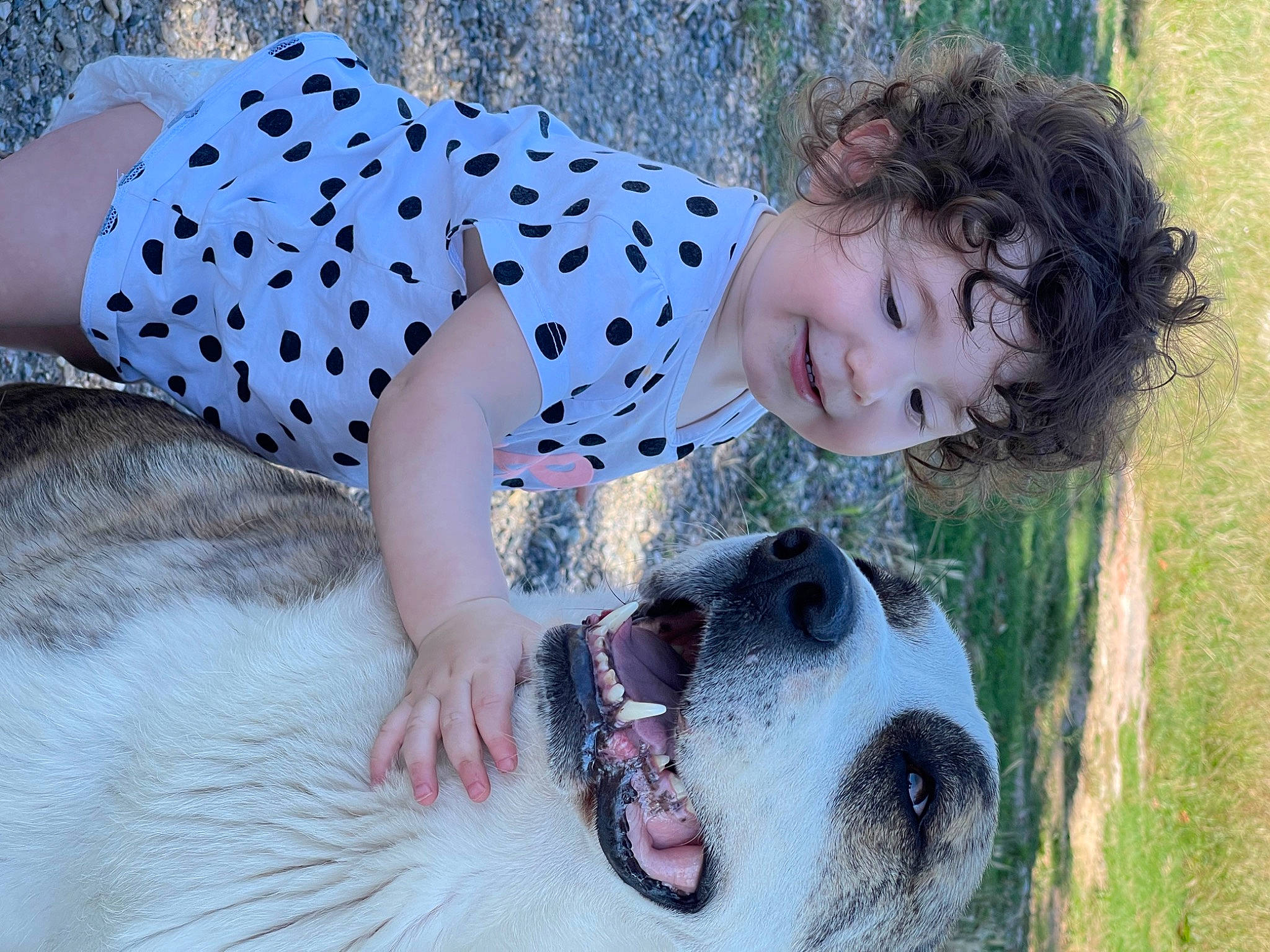 Elif a rejoint le concours — aidez-le/la à gagner de superbes lots ! baby_toddler_clothing, beauty, blue, carnivore, companion_dog, dog, dog_breed, eye, facial_expression, fawn, fun, grass, happy, people_in_nature, person, photograph, plant, skin, smile, snout