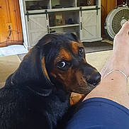 Izzy joined the competition — help win amazing prizes! black_and_brown, blue_shorts, carpet, couch, cozy, curious, dog, fan, furniture, home, indoor, lamp, leg, living_room, looking_back, person, pet, relaxation, television, wooden_wall