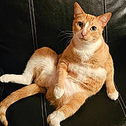Sunnie is registered to the contest to win money with this photo: cat, orange_cat, white_cat, pet, feline, animal, indoor, couch, leather, relaxed, sitting, whiskers, cute, curious, fur, domestic_cat, four_legs, tail, eyes, paw