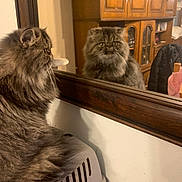 Tigrou participe au concours pour gagner de l'argent avec cette photo : cat, mirror, reflection, furniture, wooden_cabinet, indoor, pet_carrier, grey_cat, long_hair, domestic_cat, feline, looking, side_view, household, cozy, room, coat, sitting, curious, portrait