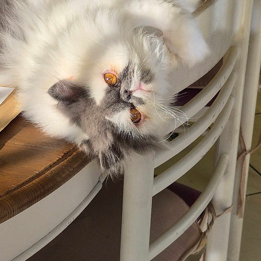Willow a rejoint le concours — aidez-le/la à gagner de superbes lots ! cat, fluffy, white, gray, pet, animal, upside_down, portrait, eyes, whiskers, long_hair, sitting, chair, dining_room, table, indoor, home, wood, tile_floor, playful