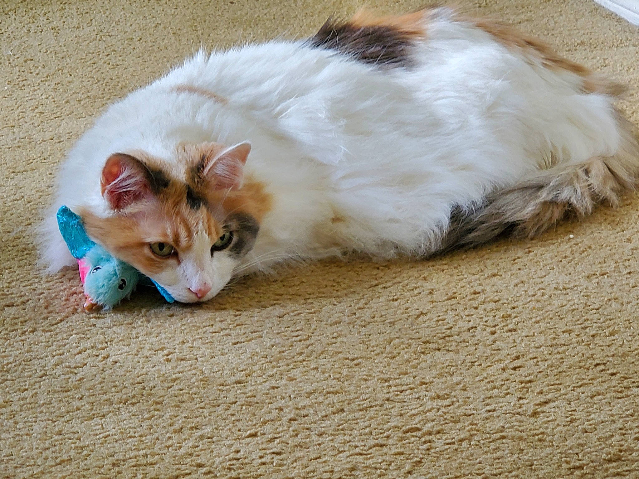 Doober joined the competition — help win amazing prizes! balinese, carnivore, cat, claw, comfort, domestic_short_haired_cat, eye, fawn, felidae, foot, fur, paw, sand, sitting, small_to_medium_sized_cats, snout, tail, terrestrial_animal, whiskers