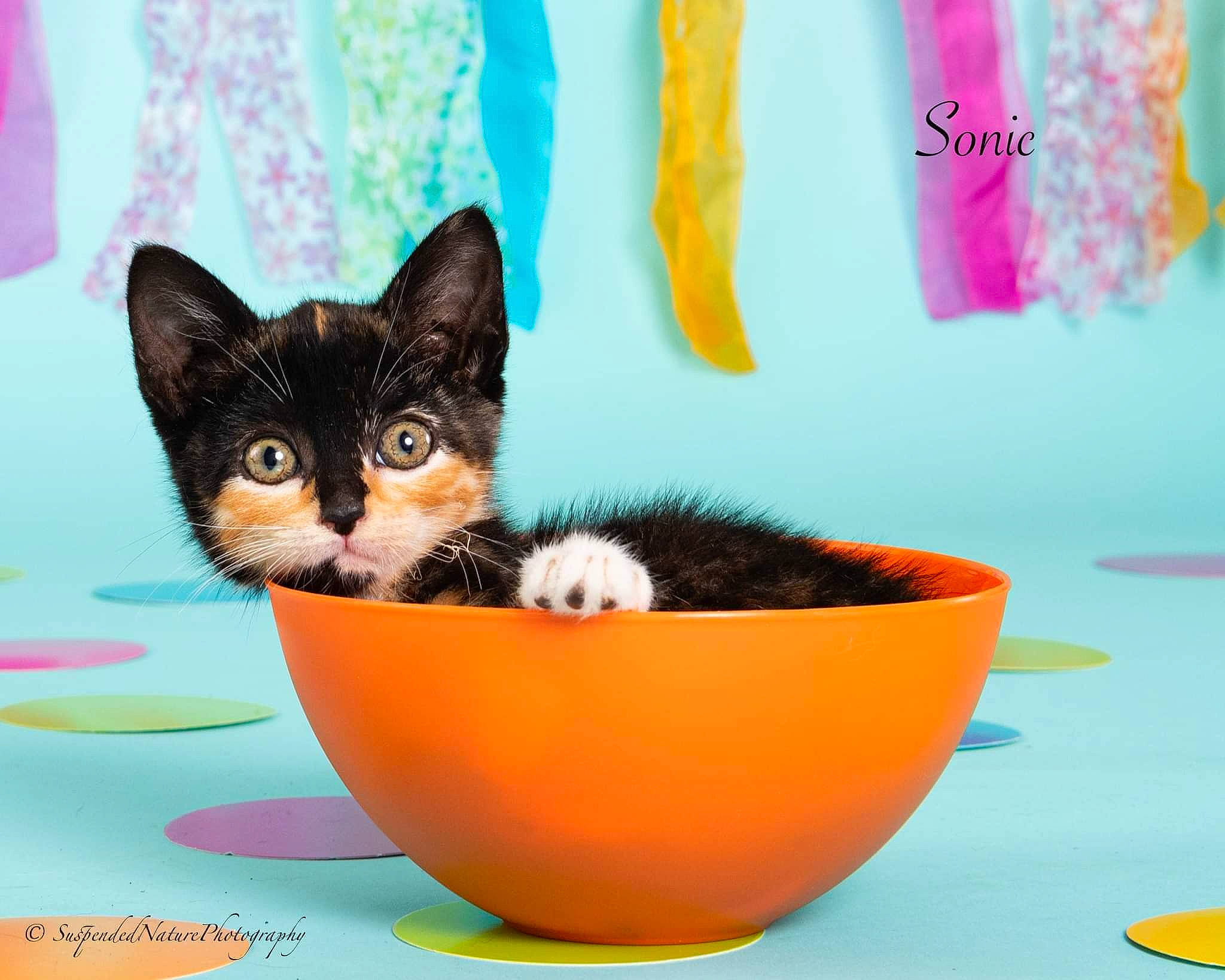 Sonic is registered to the contest to win money with this photo: animal_feed, carnivore, cat, cat_supply, cup, drinkware, felidae, flowerpot, orange, organism, pet_food, pet_supply, plant, serveware, small_to_medium_sized_cats, snout, tail, water, whiskers, window