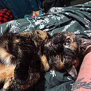 Bella is registered to the contest to win money with this photo: animal, arm, bed, blanket, cat, closeup, cozy, domestic, eye, feline, fur, indoor, paw, pet, relaxed, resting, sleepy, tattoo, tortoiseshell, whiskers