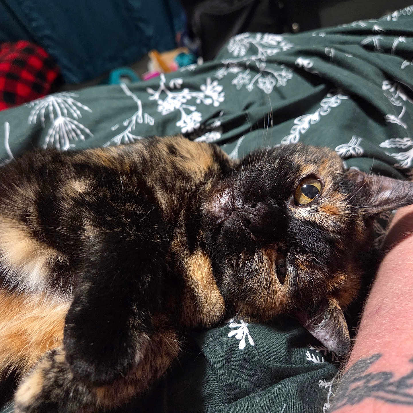 Bella is registered to the contest to win money with this photo: animal, arm, bed, blanket, cat, closeup, cozy, domestic, eye, feline, fur, indoor, paw, pet, relaxed, resting, sleepy, tattoo, tortoiseshell, whiskers