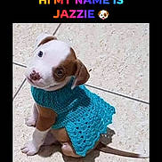 Jazzie is registered to the contest to win money with this photo: puppy, dog, sweater, turquoise, knitted_clothing, cute, sitting, portrait, brown_and_white, animal, pet, outdoor, concrete, tile, collar, leash, face, eyes, text_overlay, name