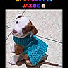 puppy, dog, sweater, turquoise, knitted_clothing, cute, sitting, portrait, brown_and_white, animal, pet, outdoor, concrete, tile, collar, leash, face, eyes, text_overlay, name