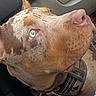 Huncho joined the competition — help win amazing prizes! dog, canine, blue_eyes, marbled_coat, collar, pet, vehicle_interior, blanket, close_up, curious, seated, indoor, domestic_animal, car_dashboard, side_view, brown_fur, whiskers, ears, snout, furry
