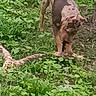 dog, spotty, greenery, grass, outdoor, animal, canine, nature, curious, paw, sniffing, earth, plant, ground, pet, walking, tail, ears, daytime, field