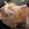 Huncho is registered to the contest to win money with this photo: animal, brown_dog, canine, car_interior, close_up, companion, dog, domestic_animal, ears, fur, harness, indoor, light_eyes, looking_up, nose, pet, portrait, seat, side_view, texture