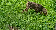 Huncho joined the competition — help win amazing prizes! animal, canine, car, dog, driveway, fence, grass, greenery, leisure, nature, outdoor, parked_car, pet, quiet, sidewalk, sniffing, suburban, summer, tree, yard