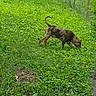 dog, grass, yard, suburban, outdoor, tree, fence, car, sidewalk, greenery, pet, canine, nature, parked_car, driveway, leisure, summer, animal, sniffing, quiet