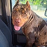 animal, brown_fur, canine, car_interior, daylight, dog, domestic_animal, ears_cropped, fence, looking_at_camera, passenger_seat, pet, seatbelt, sitting, spotted_fur, sunlight, tongue_out, trees, vehicle, window