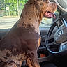 Huncho joined the competition — help win amazing prizes! brown_dog, canine, car_interior, dashboard, daylight, dog, domestic_animal, happy, pet, road, seat, side_view, sitting, steering_wheel, sunlight, tongue_out, transport, trees, vehicle, window