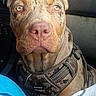 Huncho is registered to the contest to win money with this photo: dog, pet, inside_vehicle, harness, camo, brown_fur, blue_blanket, sunlight, close_up, portrait, seated, looking_up, car_interior, seat, window, snout, ears, animal, domestic, companion