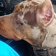 Huncho is registered to the contest to win money with this photo: dog, car, dashboard, collar, brown_spotted_dog, pet, blanket, interior, side_view, close_up, animal, travel, seat, furniture, resting, canine, comfort, indoor, vehicle, head