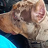 dog, car, dashboard, collar, brown_spotted_dog, pet, blanket, interior, side_view, close_up, animal, travel, seat, furniture, resting, canine, comfort, indoor, vehicle, head