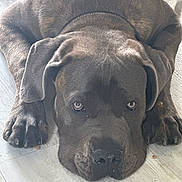 Voyou a rejoint le concours — aidez-le/la à gagner de superbes lots ! dog, large_dog, lying_down, floor, indoor, pet, canine, brown_fur, ears, nose, paws, close_up, relaxed, sleepy, domestic_animal, looking, animal, mammal, companion, cute