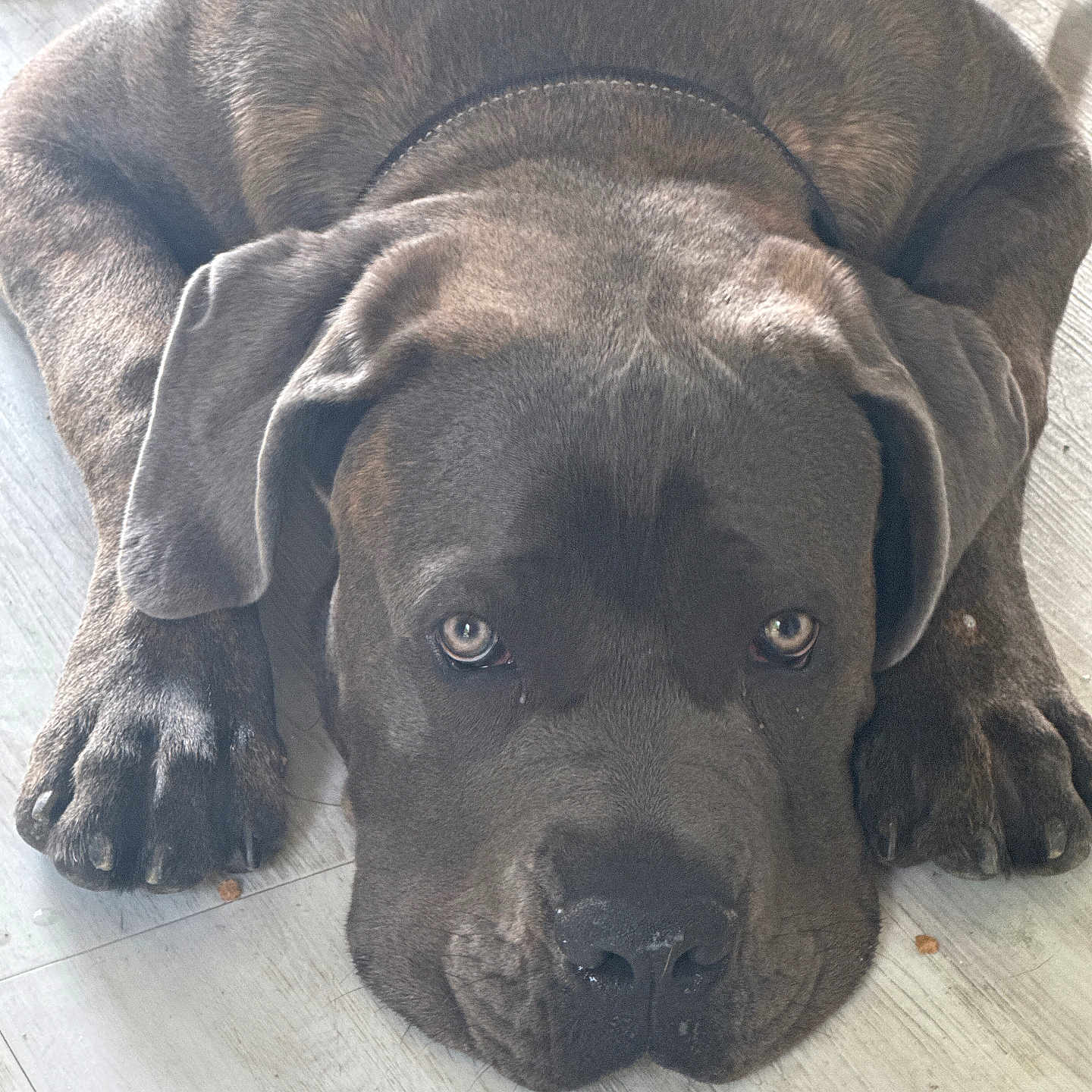 Voyou a rejoint le concours — aidez-le/la à gagner de superbes lots ! animal, brown_fur, canine, close_up, companion, cute, dog, domestic_animal, ears, floor, indoor, large_dog, looking, lying_down, mammal, nose, paws, pet, relaxed, sleepy