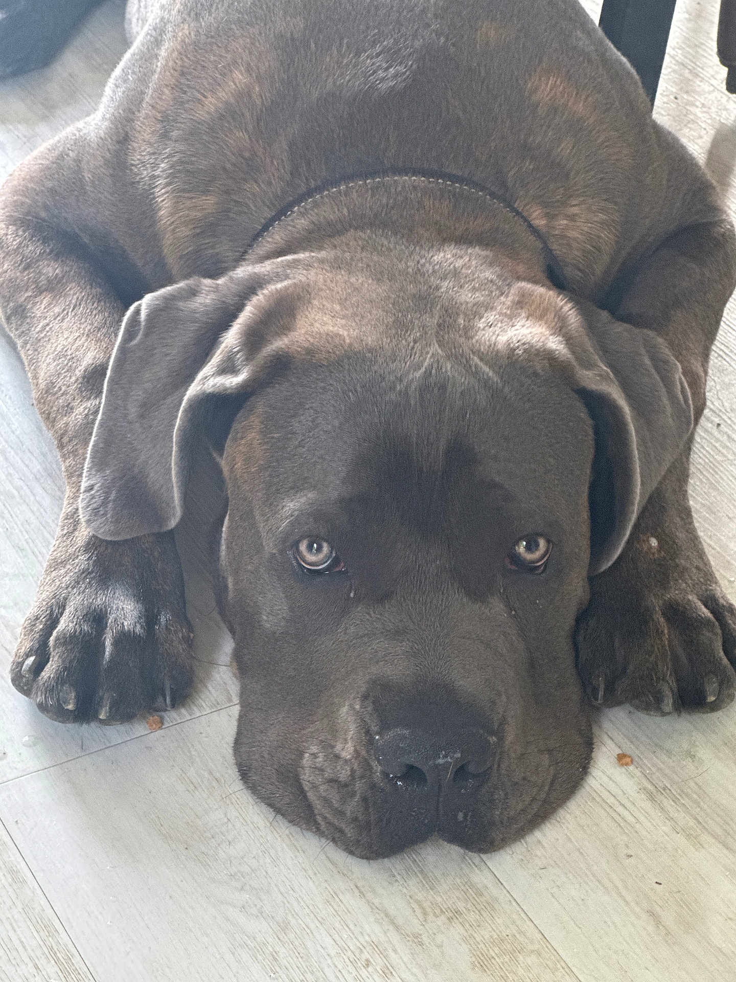 Voyou a rejoint le concours — aidez-le/la à gagner de superbes lots ! dog, large_dog, lying_down, floor, indoor, pet, canine, brown_fur, ears, nose, paws, close_up, relaxed, sleepy, domestic_animal, looking, animal, mammal, companion, cute