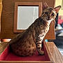 cat, feline, animal, pet, wooden_drawer, red_fabric, indoor, spotted, striped, ears, eyes, whiskers, sitting, alert, furniture, home, portrait, closeup, tabby, brown