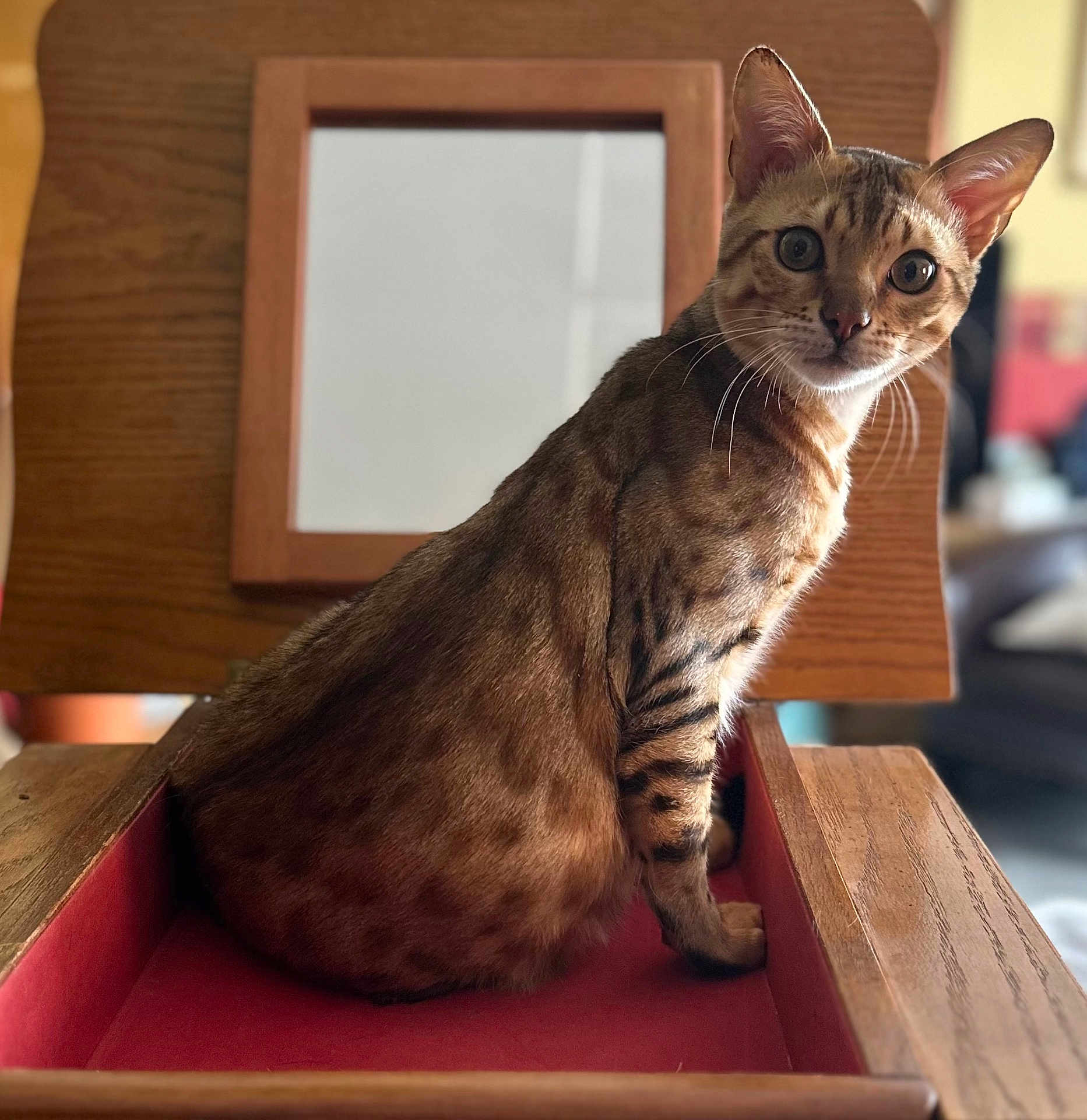 Mogli is registered to the contest to win money with this photo: cat, feline, animal, pet, wooden_drawer, red_fabric, indoor, spotted, striped, ears, eyes, whiskers, sitting, alert, furniture, home, portrait, closeup, tabby, brown