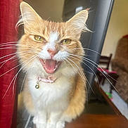 Kit Kat joined the competition — help win amazing prizes! animal, bell, cat, close_up, collar, cute, domestic_animal, expressive, feline, furry, home, indoor, mouth_open, orange_cat, pet, sitting, table, whiskers, white_fur, window_curtain