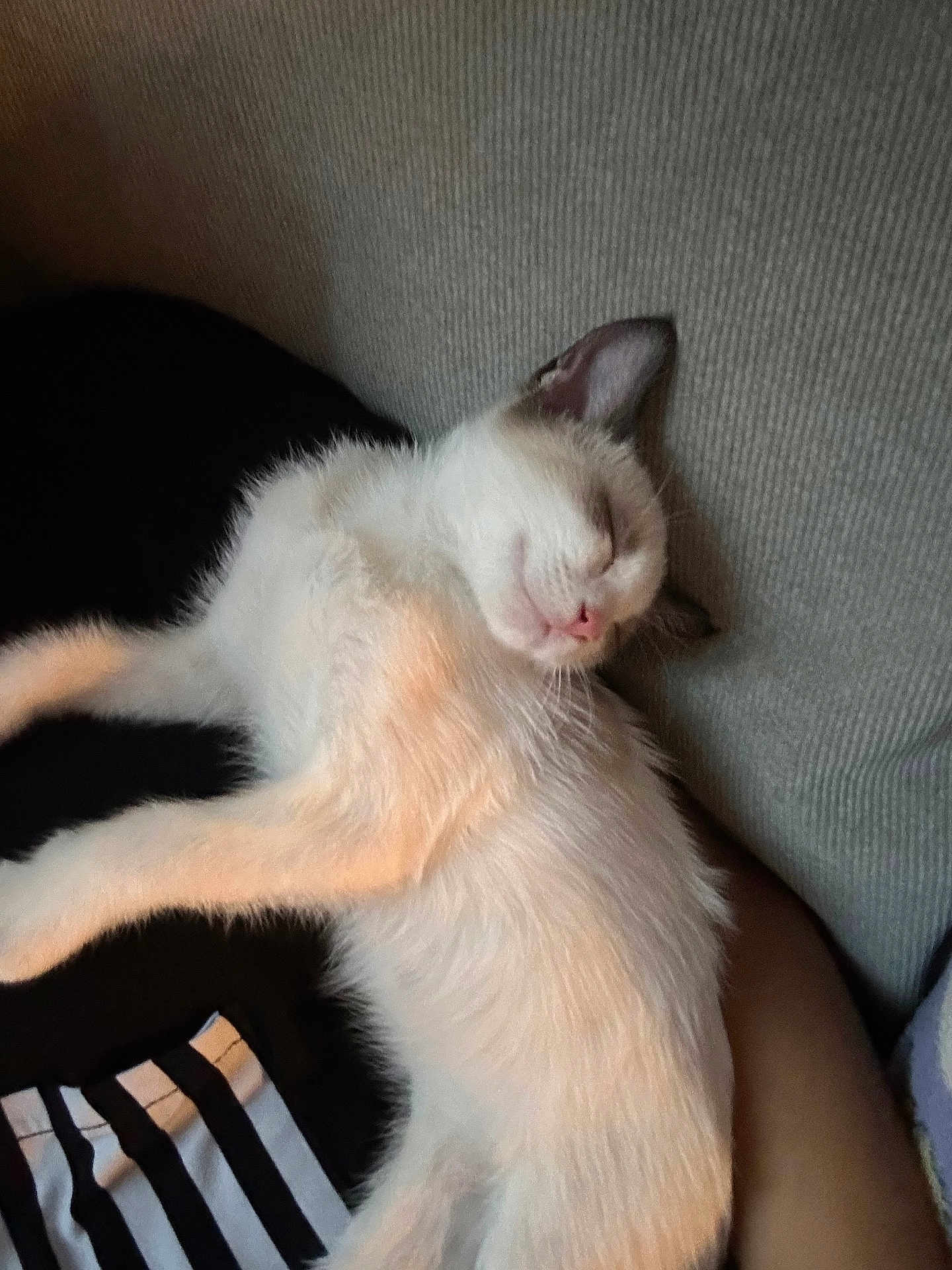 Sweet Potato