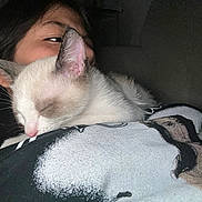 Sweet Potato is registered to the contest to win money with this photo: cat, person, sleeping, snuggling, cozy, indoor, dark_background, white_cat, gray_cat, pet, resting, closeup, face, human, comfort, affection, animal, portrait, warm, cute