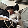Sweet Potato joined the competition — help win amazing prizes! kitten, cat, belt, heart_shape, couch, person, indoor, relaxed, nibbling, black_clothing, white_fur, blue_eyes, jeans, casual, close_up, pet, home, playing, furniture, resting