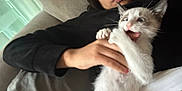 Sweet Potato is registered to the contest to win money with this photo: person, kitten, cat, hand, couch, indoor, pet, playing, closeup, young_adult, casual, black_clothing, white_fur, blue_eyes, relaxed, home, comfort, cute, affection, nibble