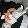 Sweet Potato joined the competition — help win amazing prizes! kitten, cat, white_fur, gray_markings, paw, pet, animal, hand, holding, upside_down, cute, feline, whiskers, person, nail_polish, soft, relaxed, indoor, couch, closeup