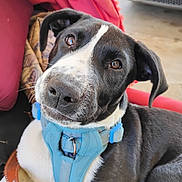 Tuxedo is registered to the contest to win money with this photo: dog, black_and_white, harness, pet, animal, close_up, indoor, blanket, curious, face, canine, fur, ears, whiskers, collar, domestic_animal, cute, young_dog, portrait, resting