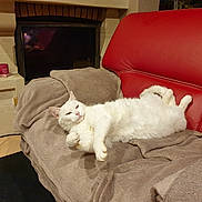 Plume a rejoint le concours — aidez-le/la à gagner de superbes lots ! animal, architecture, armchair, building, candle, cat, chair, computerhardware, couch, electronics, fireplace, furniture, hardware, indoors, livingroom, monitor, pet, room, screen, tv