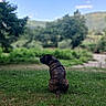 Pablo participe au concours pour gagner de l'argent avec cette photo : animal, back_view, brindle, calm, canine, daytime, dog, field, grass, greenery, hill, landscape, leisure, nature, outdoor, peaceful, pet, sitting, sky, trees