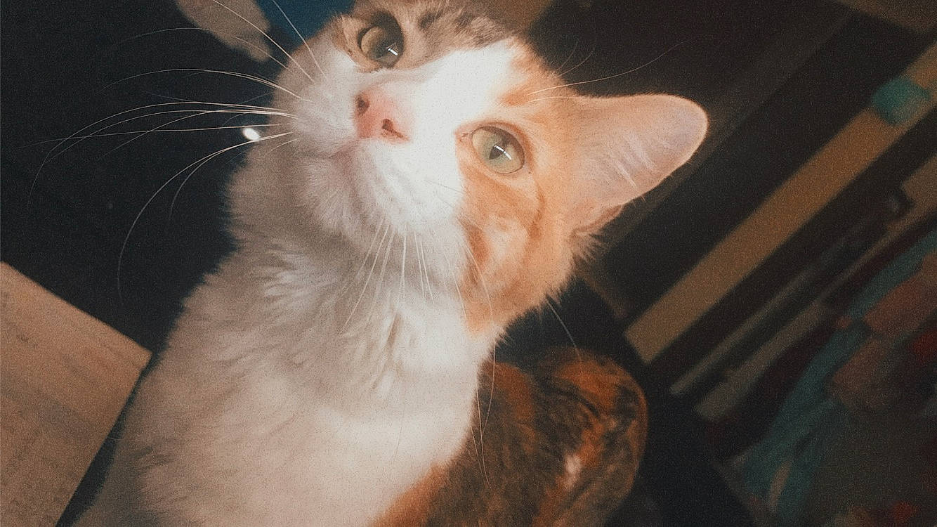 Butterball is registered to the contest to win money with this photo: carnivore, cat, domestic_short_haired_cat, ear, eye, eyelash, fawn, felidae, fur, hair, head, small_to_medium_sized_cats, snout, whiskers, window